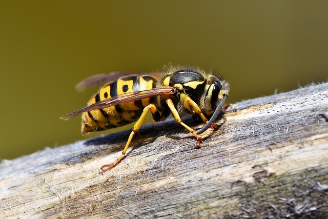 Wasp Extermination And Hornet Control 1 Pest Agency In Burlington 7840